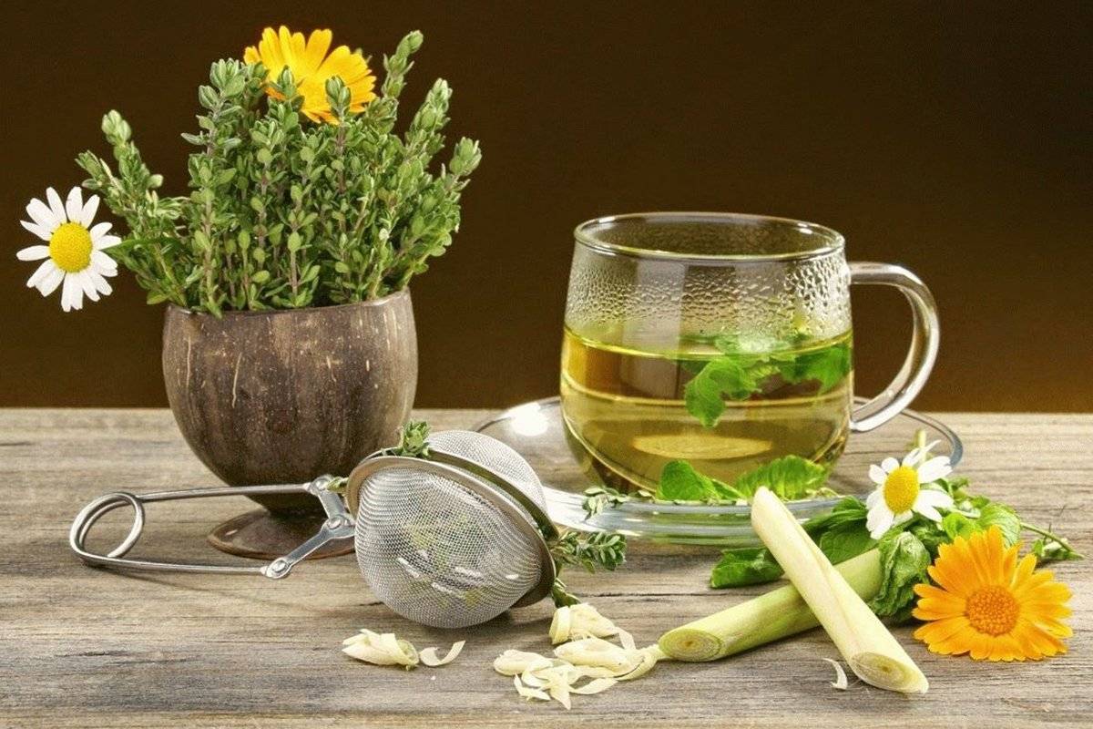Plantas tradicionales mexicanas e infusión de jamaica